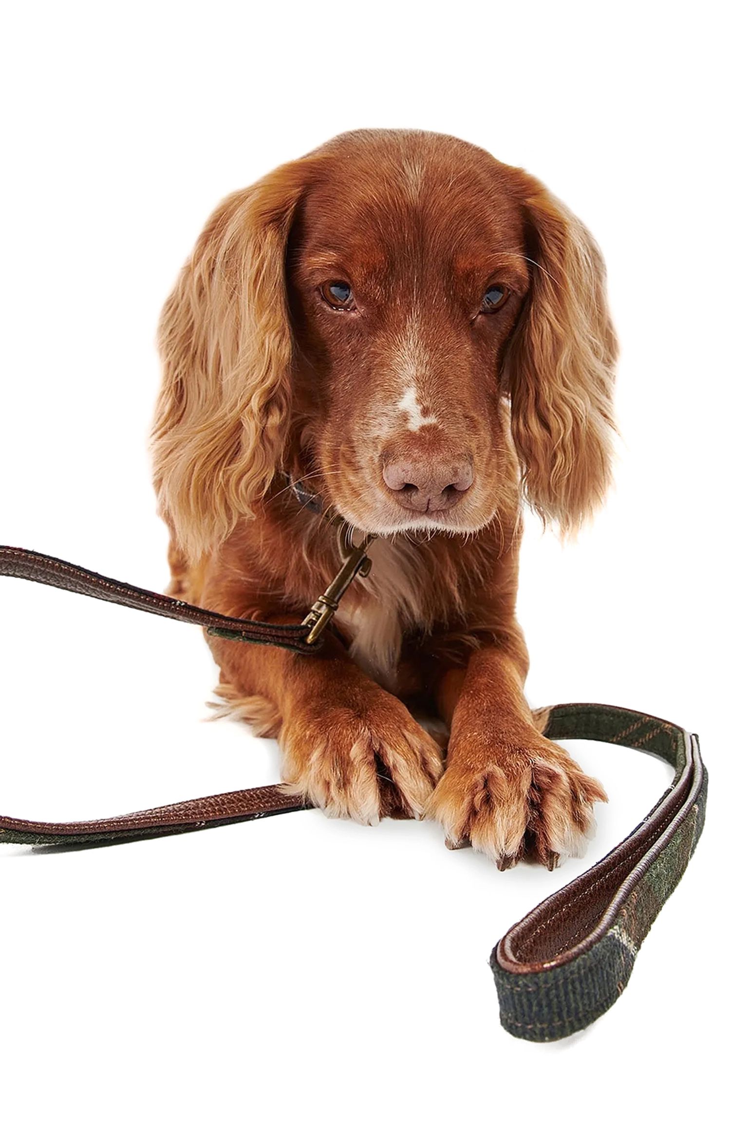 Поводок для собак Tartan Dog Lead купить в Украине