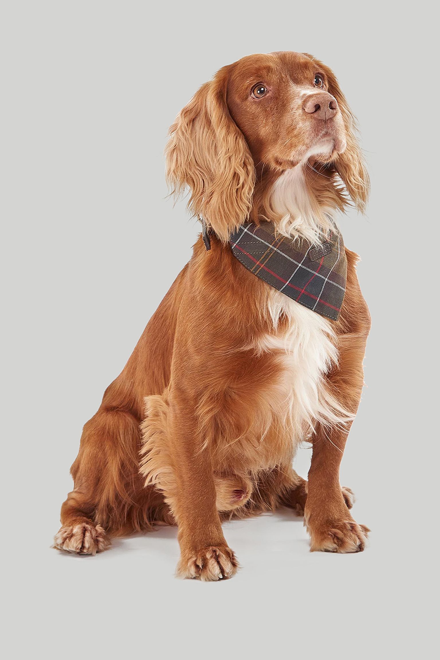 Нашийник Barbour Dog Bandana