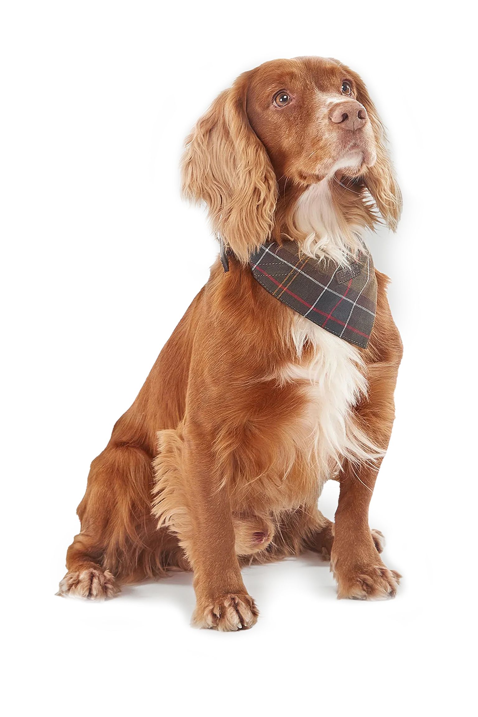Ошейник для собак для собак Dog Bandana