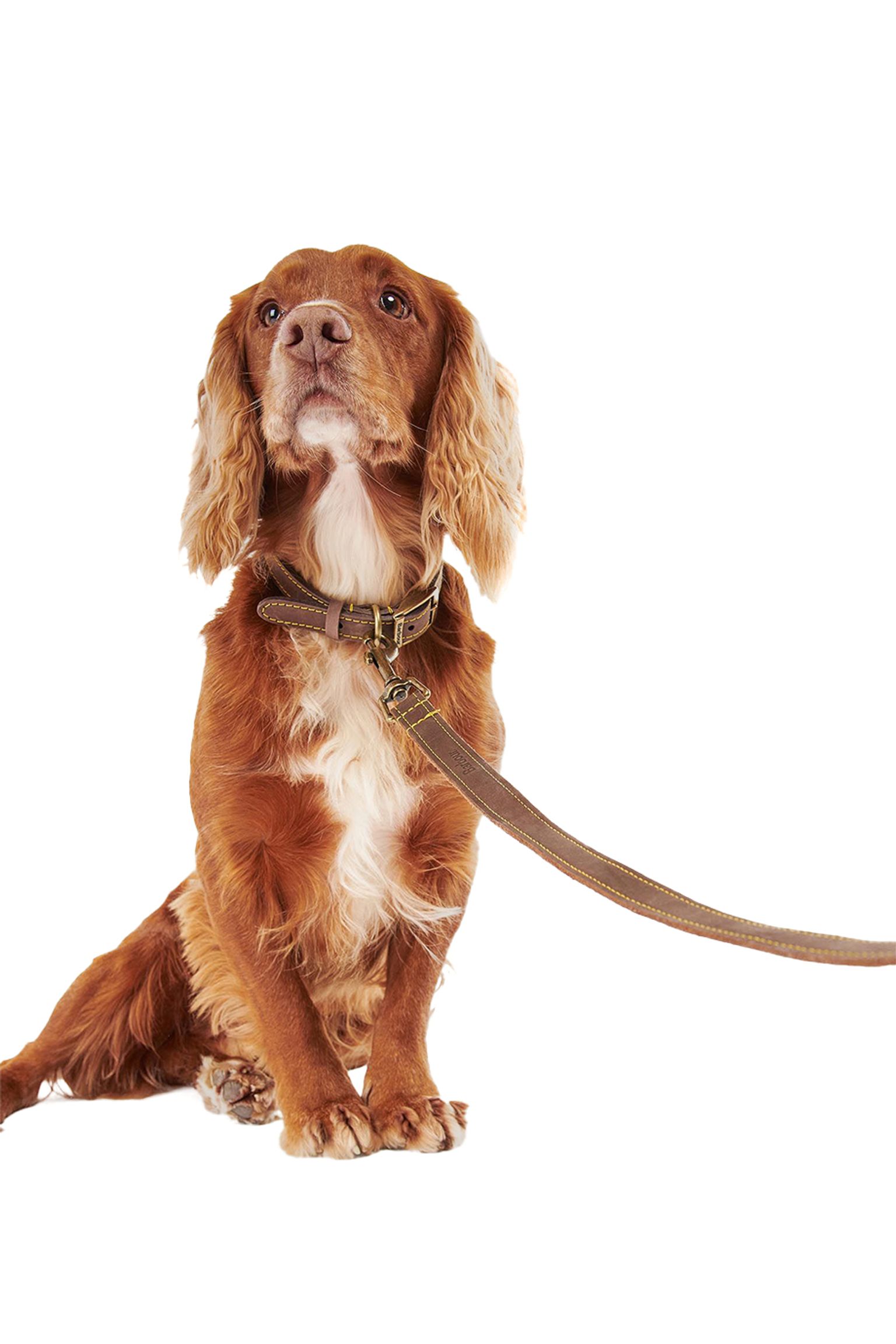 Поводок для собак LEATHER DOG LEAD купить в Украине
