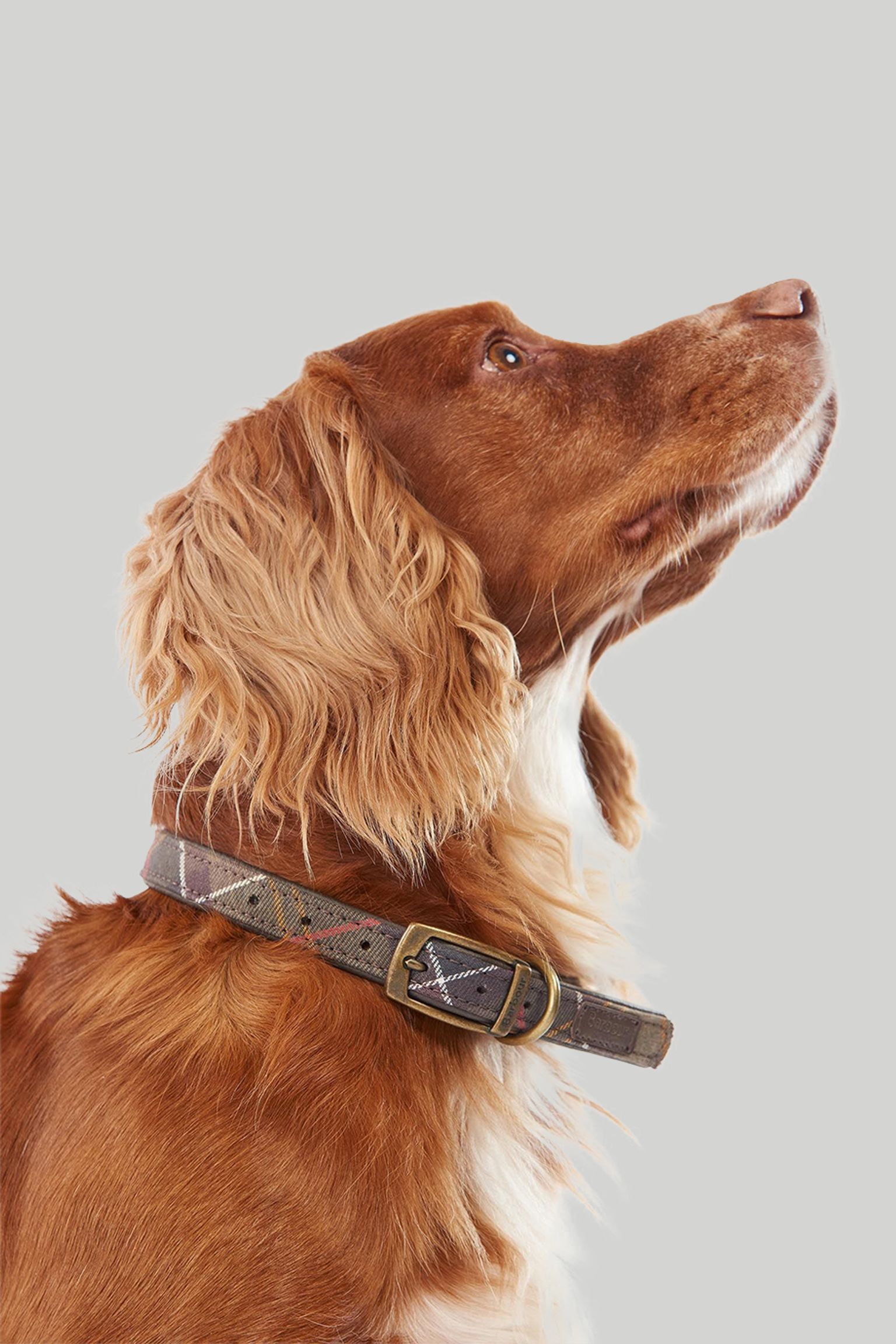 Нашийник TARTAN DOG COLLAR