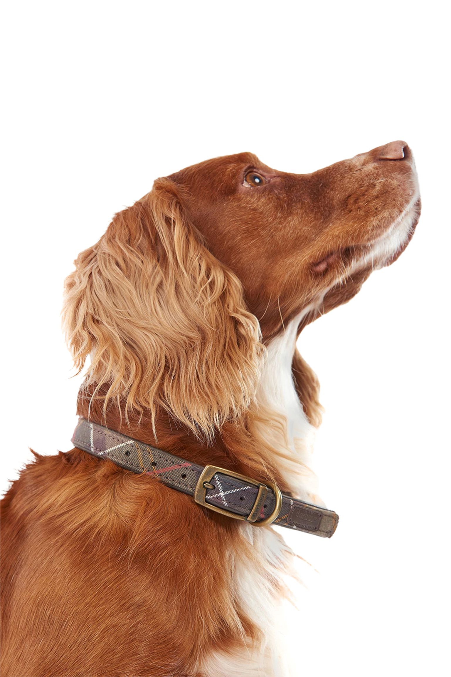Ошейник TARTAN DOG COLLAR купить в Украине
