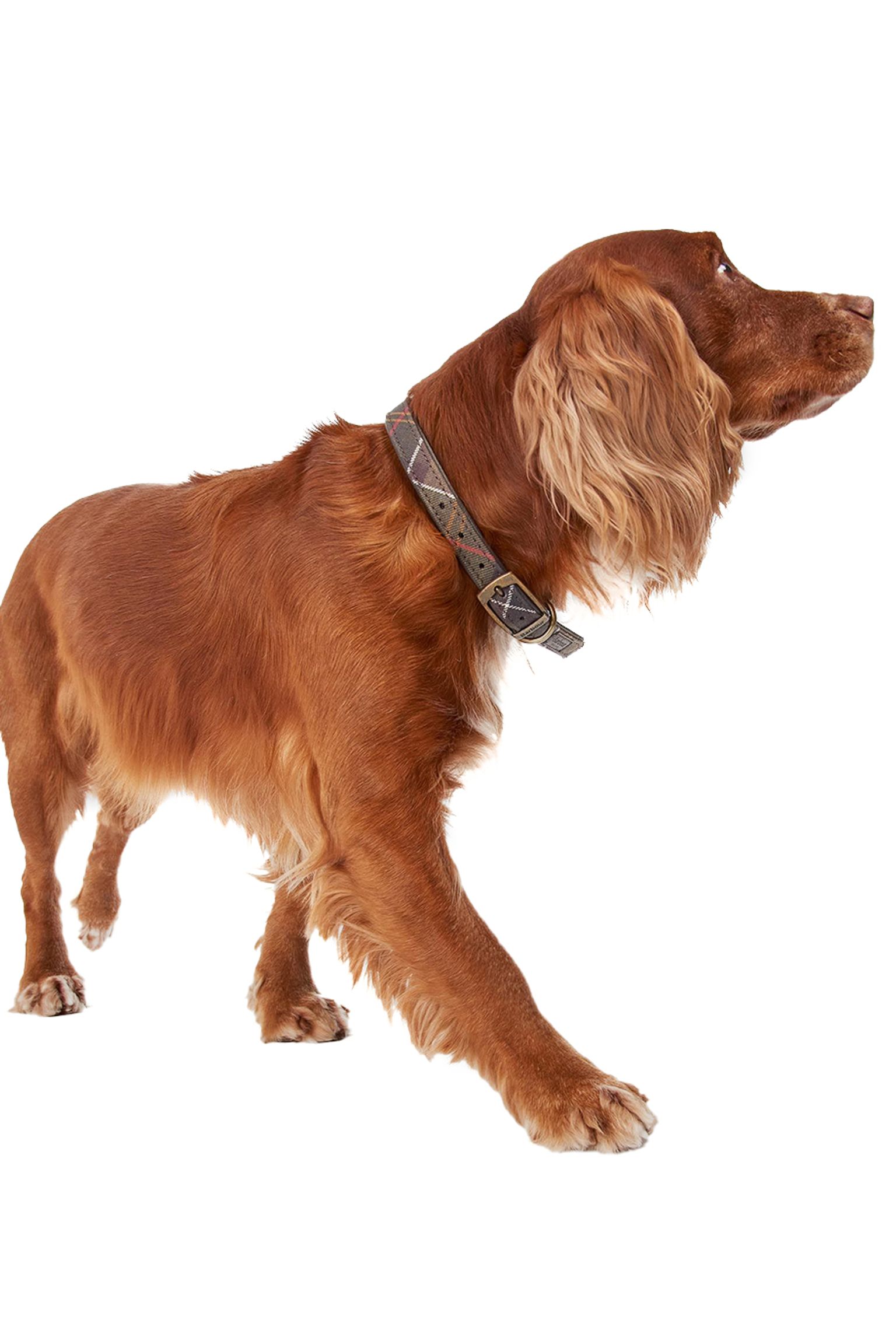 Ошейник TARTAN DOG COLLAR с доставкой