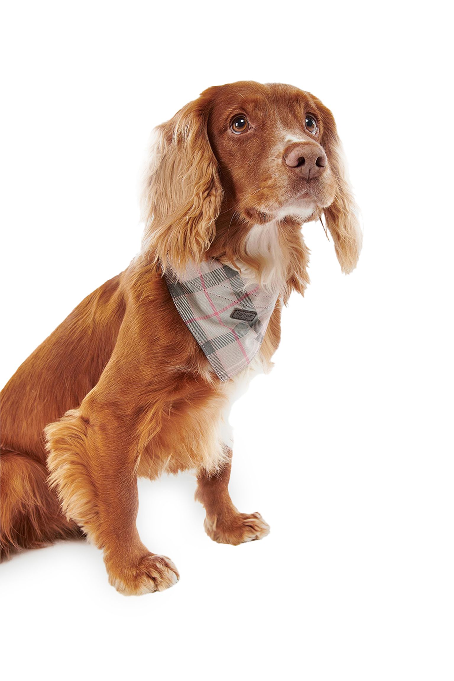Ошейник для собак TARTAN DOG BANDANA купить в Украине