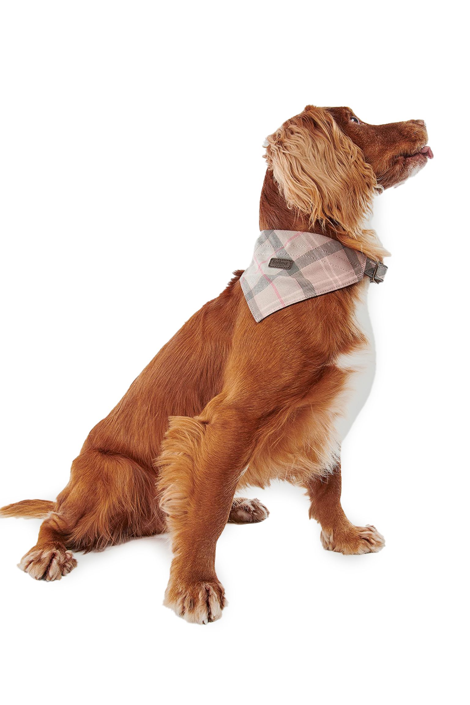 Ошейник для собак TARTAN DOG BANDANA с доставкой