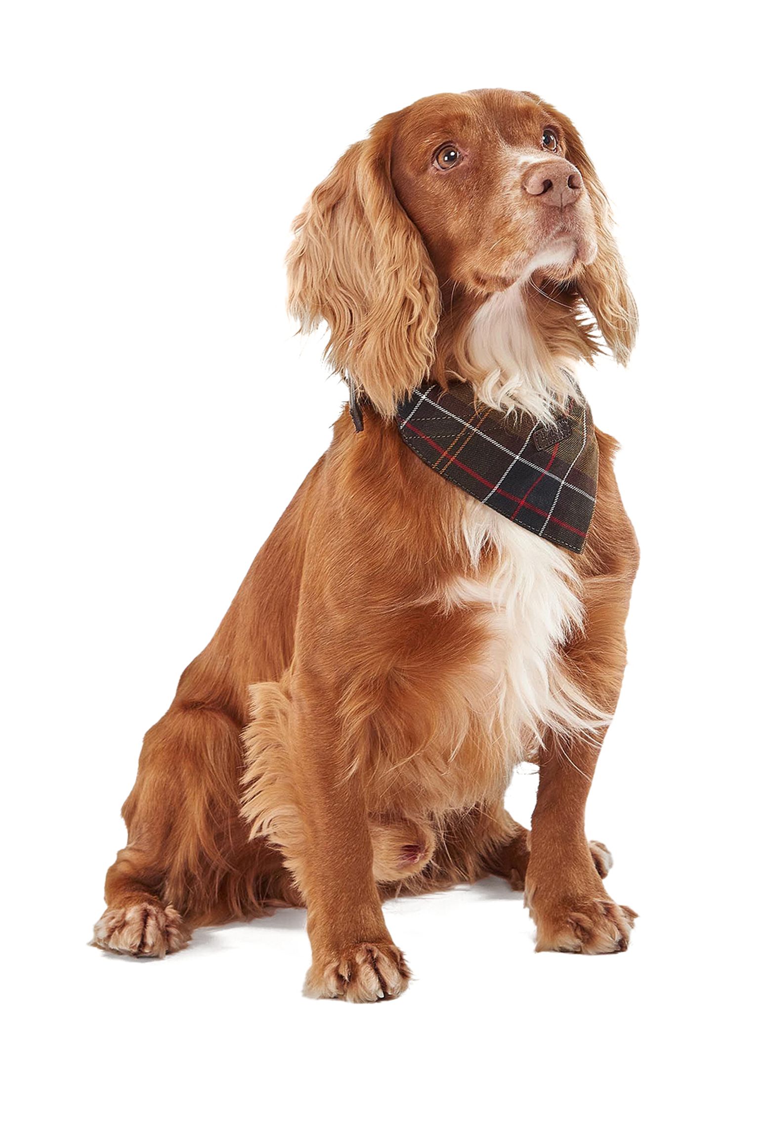 Ошейник Reflective Tartan Hunde Halsband купить в Украине