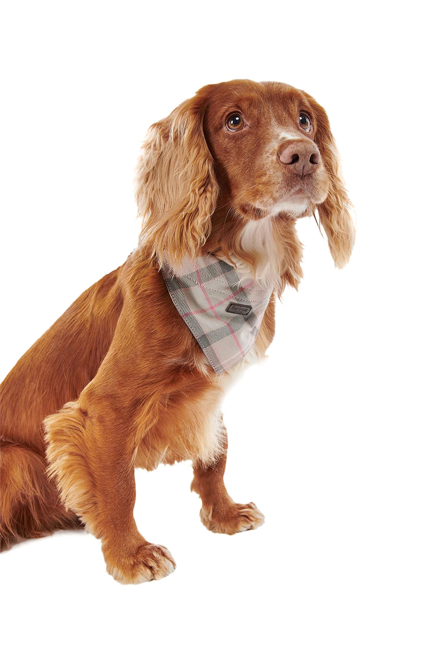 Ошейник REFLECTIVE TARTAN DOG COLLAR купить в Украине